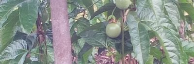 mawejje_aqram's profile picture. Passionfruit farmer