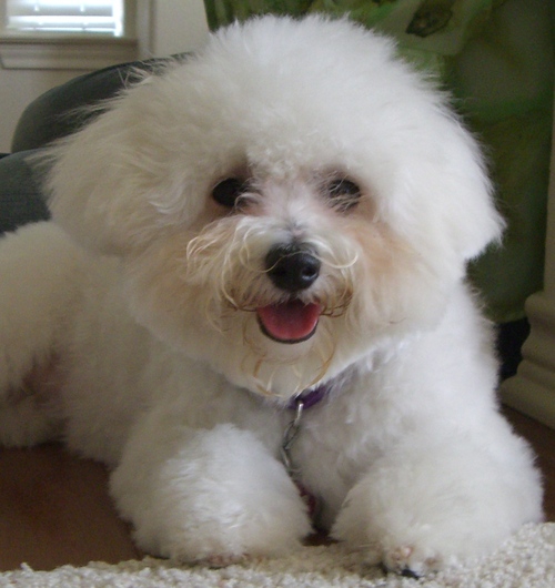 Our Bichon, Luna, inspired us to do a site on the Bichon fun we find everyday