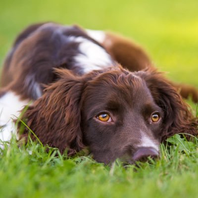 OreoSpanner's profile picture. I am a cheeky 'spirited' springer who is loved very much by my humum. I like off lead walks and rolling in unmentionables. I was called Oreo but didn't like it!