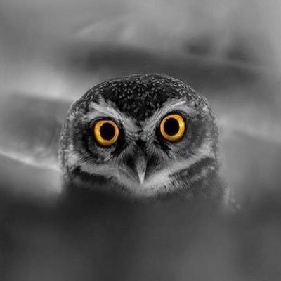 akgunozsoy's profile picture. Marxism, Jazz, Ultra Running, Books, History, Arsenal, Hiking