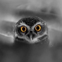 Akgun Ozsoy (@akgunozsoy) 's Twitter Profile