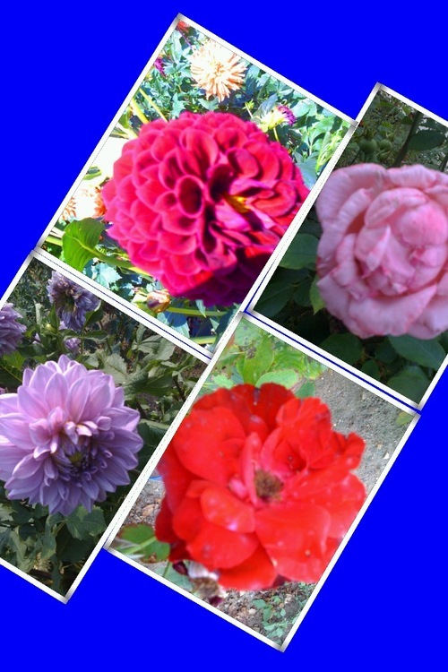 Luffy002's profile picture. 