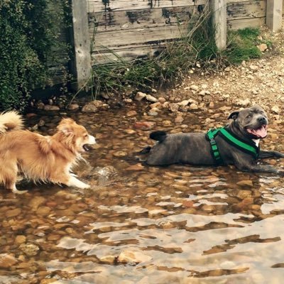 oscars_pals's profile picture. Dog walker, dog sitter, dog boarder, pet sitter