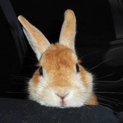 HarrisonPan2260's profile picture. MSc Candidate in Pathology 
@Schulich School of Medicine & Dentistry