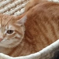 なっち (@chobin7) 's Twitter Profile