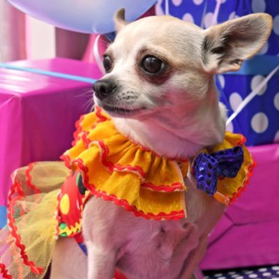 Professional Model Chihuahua's Photography, Filming, TV Advertising, Wetnose Animal Aid Fund Raisers our home @anypawboutique