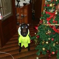 Raymond S. Rodriguez (@s1ck4r10) 's Twitter Profile