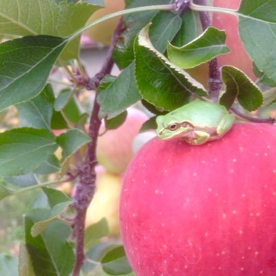 信州大学りんご部隊です🍎 ご縁があってお世話になっているりんご農家さんの農作業のお手伝いをさせていただいています。 
メールでのお問い合わせは 『ringobutai.shindai@gmail.com』 まで！

公式Instagram→https://t.co/mQEr7mXhIV