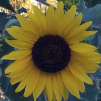 Maggie R. (@mrippetue) 's Twitter Profile