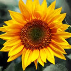 PBallSERP197B's profile picture. 