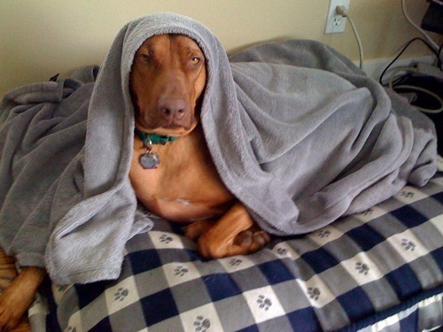 ccsun0201's profile picture. Guns don't kill people. People kill people. Guns defend people against people with smaller guns. - Stan Smith, American Dad