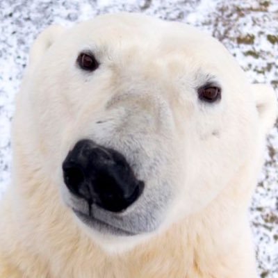 Loyalist, Commie, Red Scare Enthusiast, Gamer, Youtuber, Atheist, Corporal, Spetzsnaz, Russian