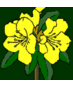 Loder Plants (@Loder_Plants) Twitter profile photo