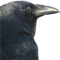 Crow (@crow) 's Twitter Profile