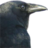 Crow