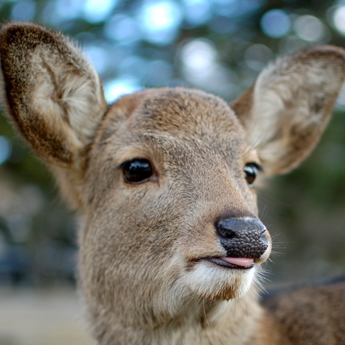 Takapyon's profile picture. 