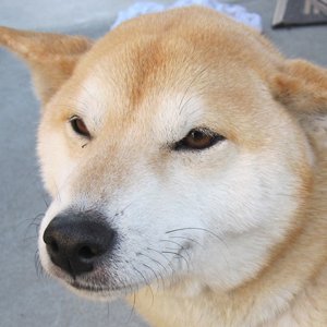 とさきんぐさんのプロフィール画像