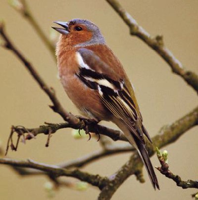 Vogelnieuws. Alles over vogels: bijzondere waarnemingen en allerlei vogelnieuws