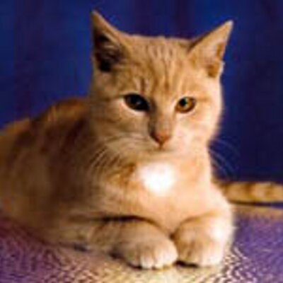 elkaes's profile image
