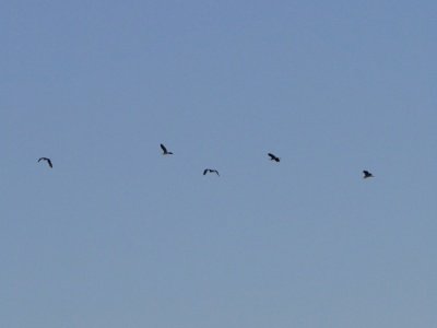 normannicolas22's profile picture. Day dreamer for life bru � Weirdo ��  Fashion lover �� Music lover �� Tats a DRAMA QUEEN ��  Me ��