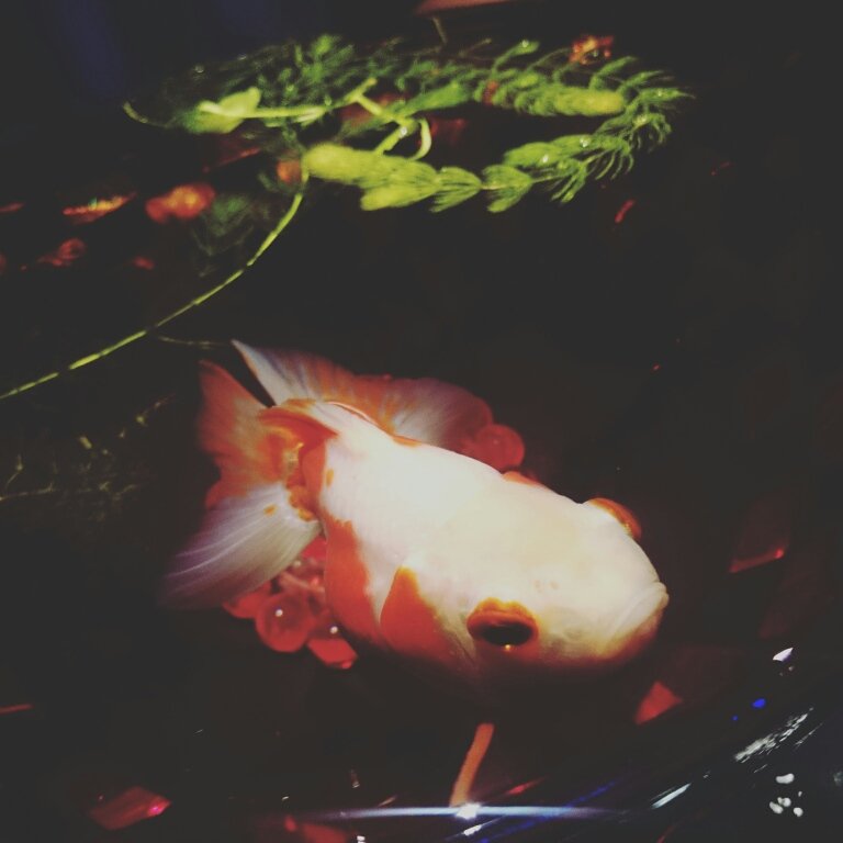 Bruno_TNK's profile picture. 日本がキライではないけど、存在はmade in JAPANで終わりたくない日本人です。
でも、なんだかんだで日本がスキなのかも。