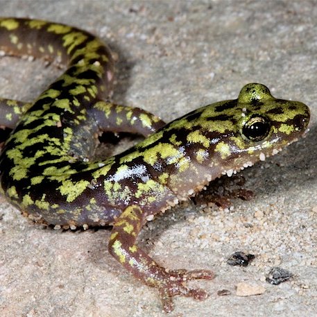 In Ohio, you can find a green salamander within 7 miles from the Ohio River.