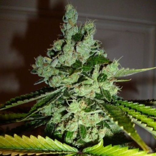 Just Bud from the Best Soil on Earth