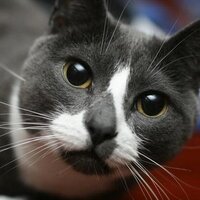 The Eternal Spirit of Sockington (@sockington) Twitter profile photo