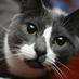 The Eternal Spirit of Sockington (@sockington) Twitter profile photo