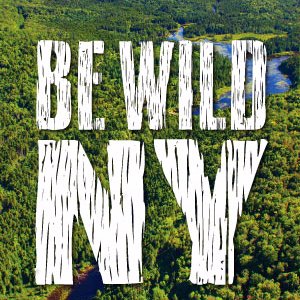 We are a group of individuals and organizations advocating for an expanded motor-free Adirondack High Peaks Wilderness. #BeWildNY