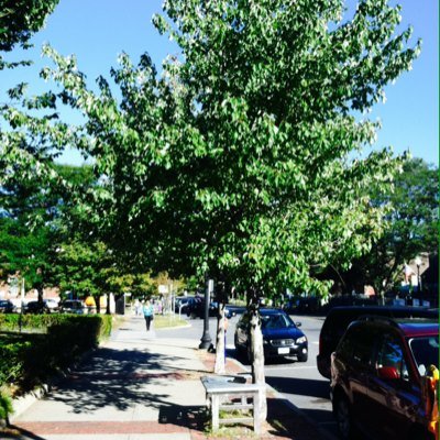 Hi I'm Booker the Tree. I live out in front of the Greenfield MA Public Library by the side walk and Main St. I love books. Read one on the bench underneath me.