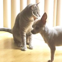 Nancy louise (@gattochick) 's Twitter Profile Photo Nancy louise (@gattochick) 's Twitter Profile Photo