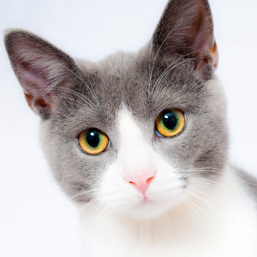 All Kinds of Pets - Pictures, videos, funny pets, news - based in London #pets #cats #dogs