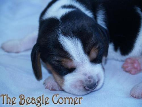 Small kennel in TX, specializes in healthy, happy beagle puppies