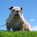 Giovanni Laiton (@cocolosbulldog) Twitter profile photo Giovanni Laiton (@cocolosbulldog) Twitter profile photo