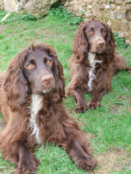 Creative Director, Sprocker Spaniel owner, townie rapidly becoming country bumpkin