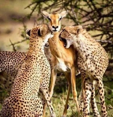 hmdhrok1's profile picture. 