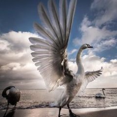 A Swan sitting in a pond. Professional Stream/Discord lurker. Swan air force flying into Games, Art, Anime, Cake and Ponds :)
