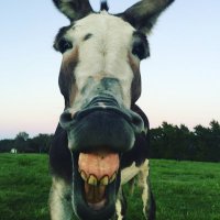 Paula Cunningham (@p2cham) 's Twitter Profile