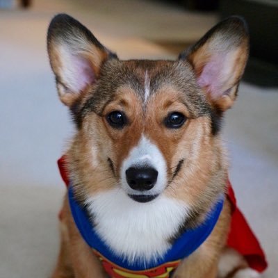 akc advanced canine good citizen. social media influencer. therapy dog. smartest puppy in school. super corgi. IG: (at)churchilly 🎂: 9/28/15