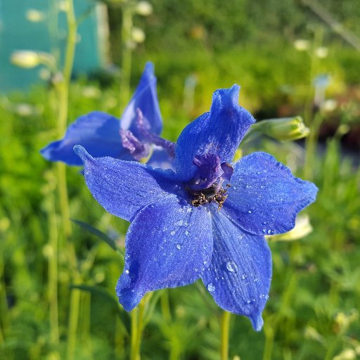 Arvensis Perennials Profile