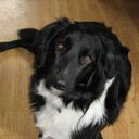 colette beech - @col2968 - Twitter