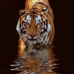 Night animal provides best quality and waterproof sex toys for adults. To order you can visit https://t.co/IKbr7PzqVO.