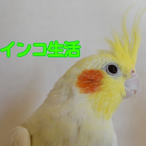 インコ生活