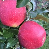 Apple & Berry (@cifluca) 's Twitter Profile