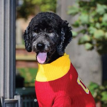 Woof! I'm Beau, USC's very own Wellness Dog! Follow my Professor Pup adventures 🐶✌🏽️😌 IG: Beau_USC #BeWellwithBeau #USCWellnessDog