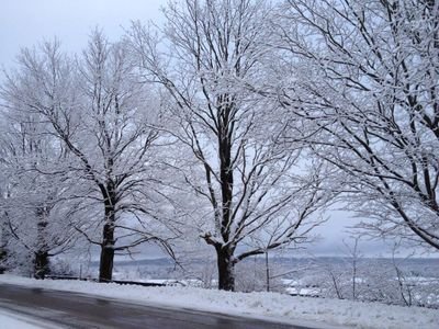 Dedicated to increasing awareness, appreciation and protecting Cookstown's Century Trees and all trees in the environment.