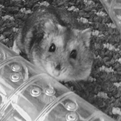 Hi I'm Peter the hamster. I like to urinate in my tube and send a daily dose of love 🐭