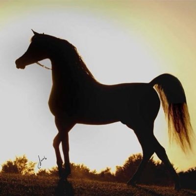 ( انا عشقت البداوه واعشق الصحراء؛؛مالي ومال البلد والبحر وطيوره)¤..نصراوية الميول..¤ ..عتيببببه. .