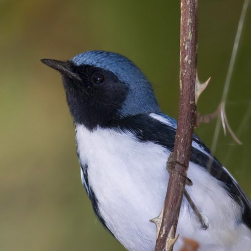 Maryland Biodiversity Project (MBP) is a 501(c)3 non-profit organization focused on cataloging all the living things of Maryland.